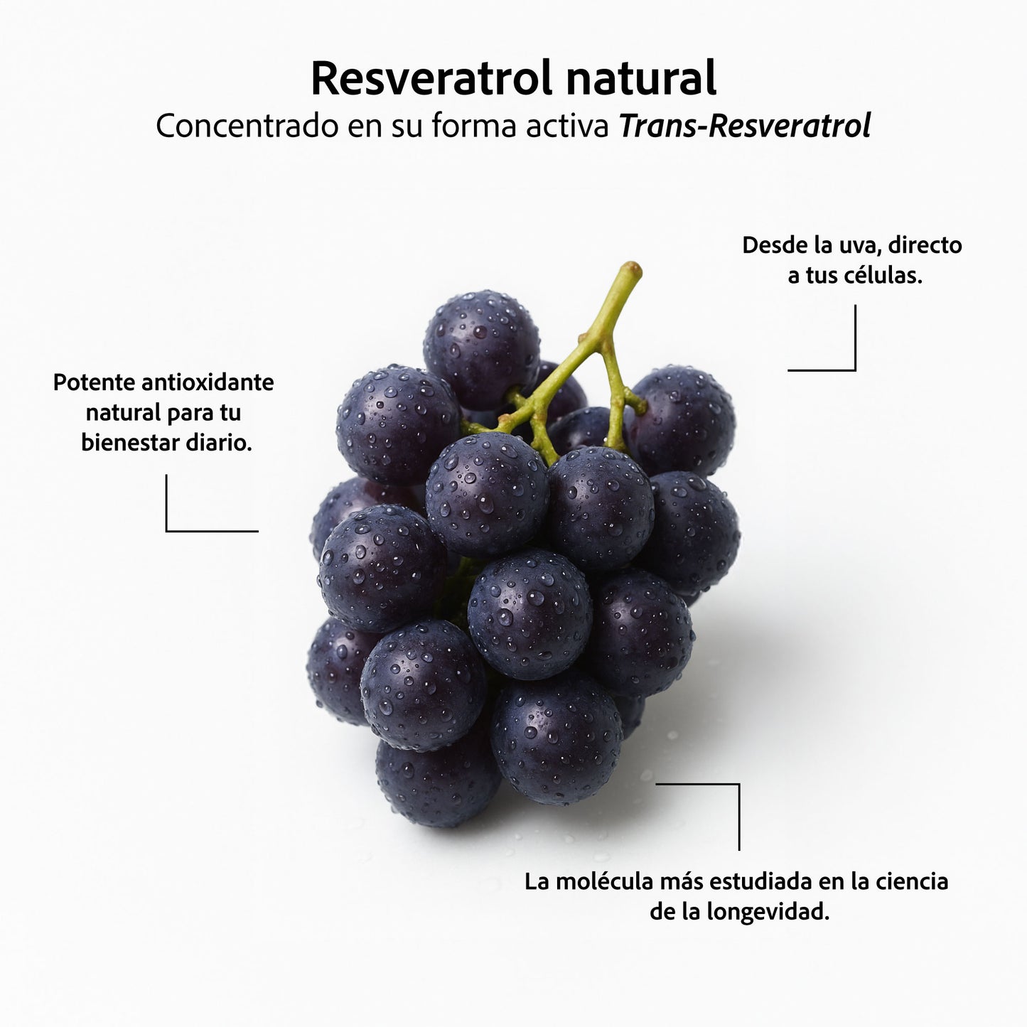 Resveratrol 98% Pureza | 1000 mg Reales por Dosis | 100 Cápsulas | Antioxidante Avanzado | Alta Potencia – Sin Rellenos ni Mezclas
