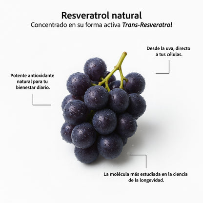Resveratrol 98% Pureza | 1000 mg Reales por Dosis | 100 Cápsulas | Antioxidante Avanzado | Alta Potencia – Sin Rellenos ni Mezclas