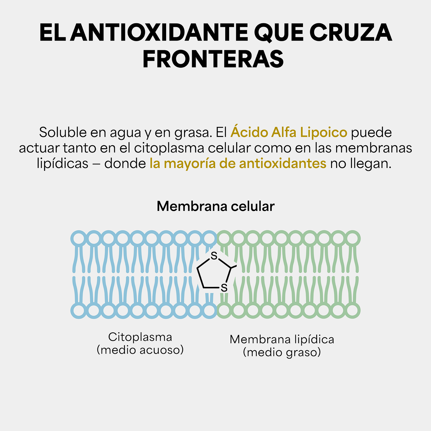 Genfinity Ácido Alfa Lipoico (ALA) 1,200 mg por Dosis, 120 Cápsulas, Pureza ≥98% Grado Clínico, Suplemento Alimenticio