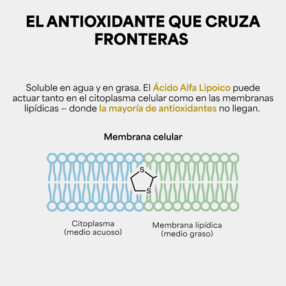 Genfinity Ácido Alfa Lipoico (ALA) 1,200 mg por Dosis, 120 Cápsulas, Pureza ≥98% Grado Clínico, Suplemento Alimenticio