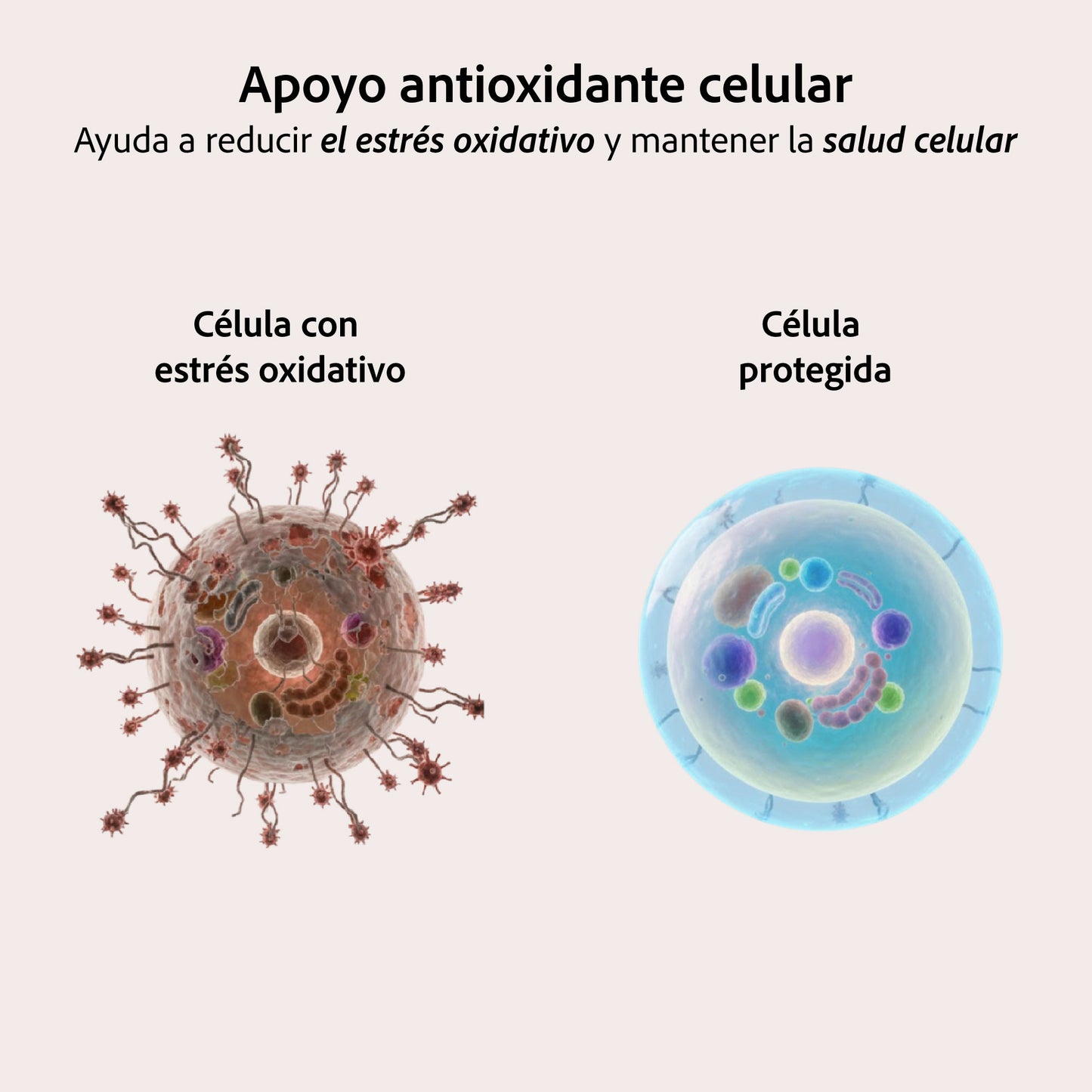 Resveratrol 98% Pureza | 1000 mg Reales por Dosis | 100 Cápsulas | Antioxidante Avanzado | Alta Potencia – Sin Rellenos ni Mezclas